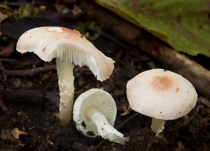 Lepiota subincarnata